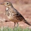 American Pipit